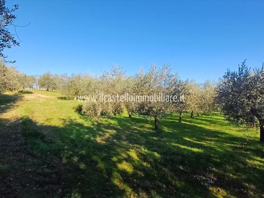 Immagine 3 di Terreno agricolo in vendita  in via Beato Alberto, 4 a Sarteano