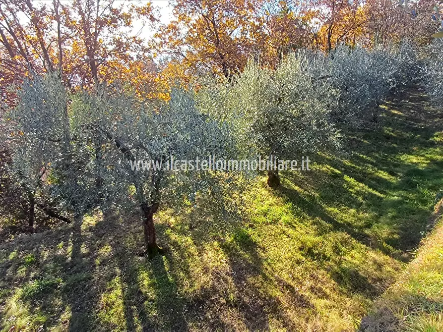 Immagine 4 di Terreno agricolo in vendita  in via Beato Alberto, 4 a Sarteano