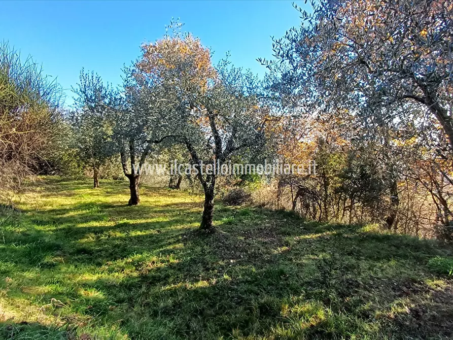 Immagine 7 di Terreno agricolo in vendita  in via Beato Alberto, 4 a Sarteano