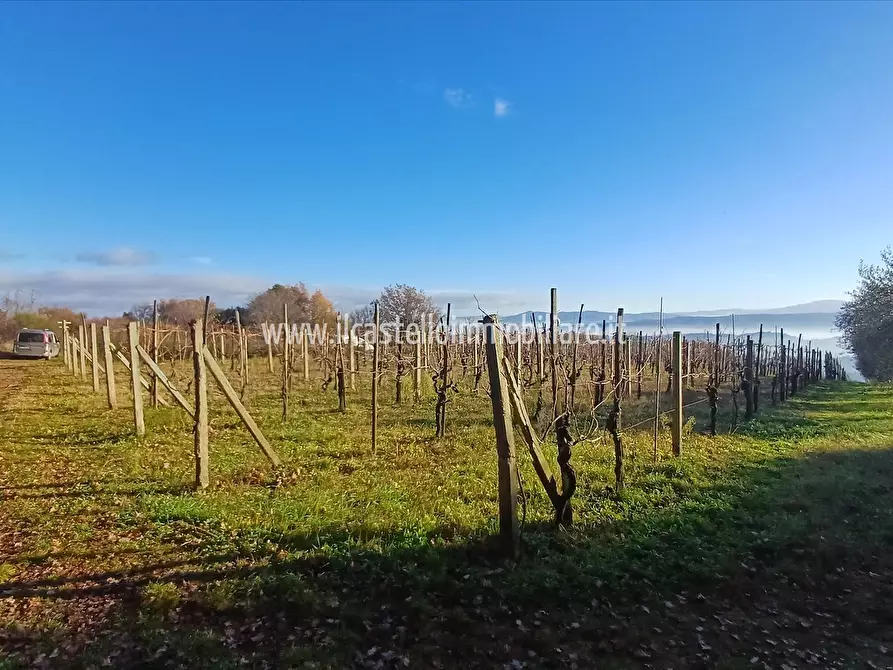 Immagine 8 di Terreno agricolo in vendita  in via Beato Alberto, 4 a Sarteano