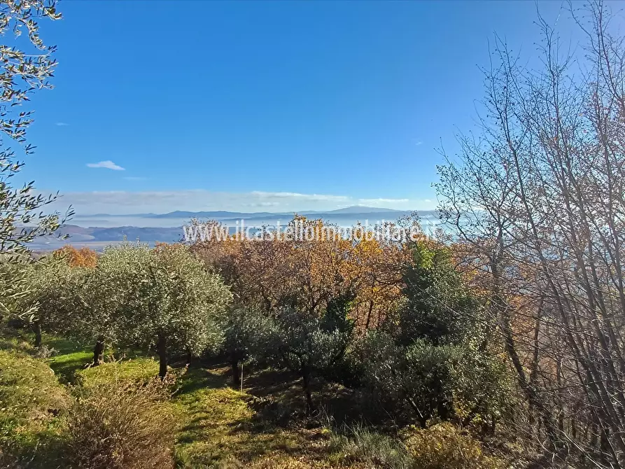 Immagine 9 di Terreno agricolo in vendita  in via Beato Alberto, 4 a Sarteano