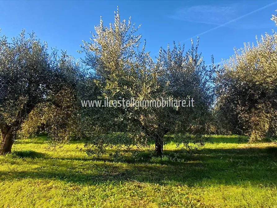terreno agricolo in vendita a Chiusi