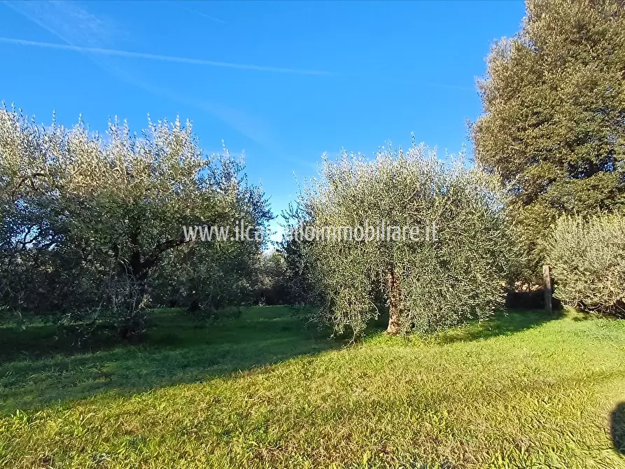Immagine 2 di Terreno agricolo in vendita  a Chiusi