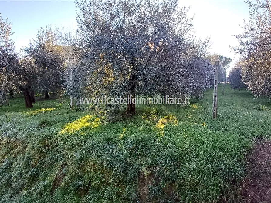 Immagine 3 di Terreno agricolo in vendita  a Chiusi