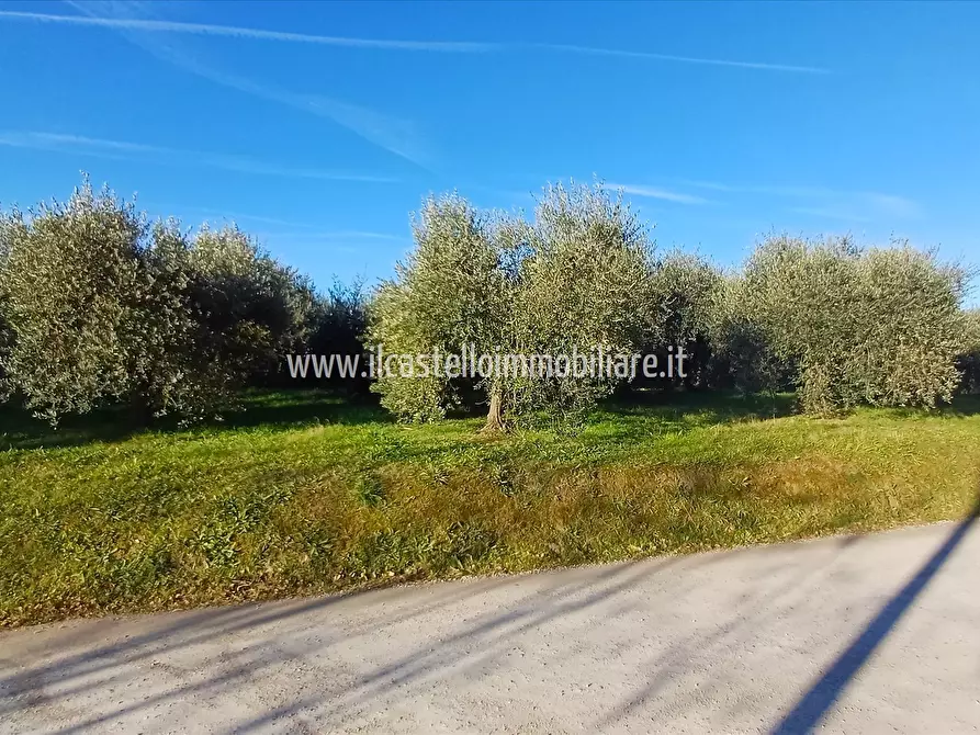 Immagine 4 di Terreno agricolo in vendita  a Chiusi