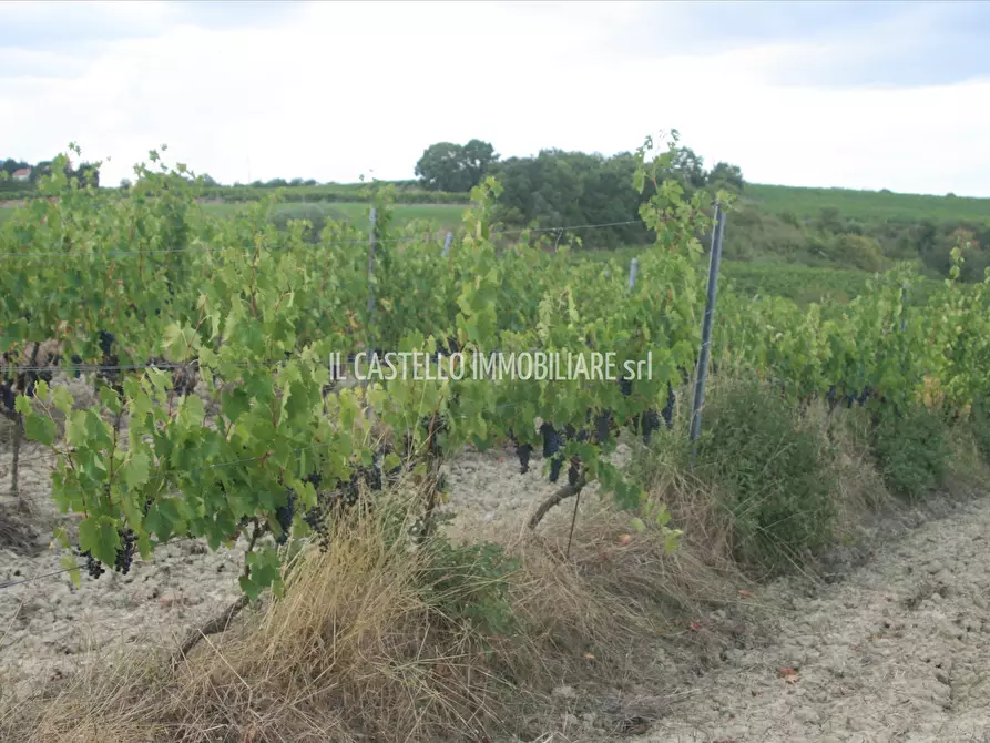 Immagine 10 di Terreno agricolo in vendita  a San Casciano Dei Bagni