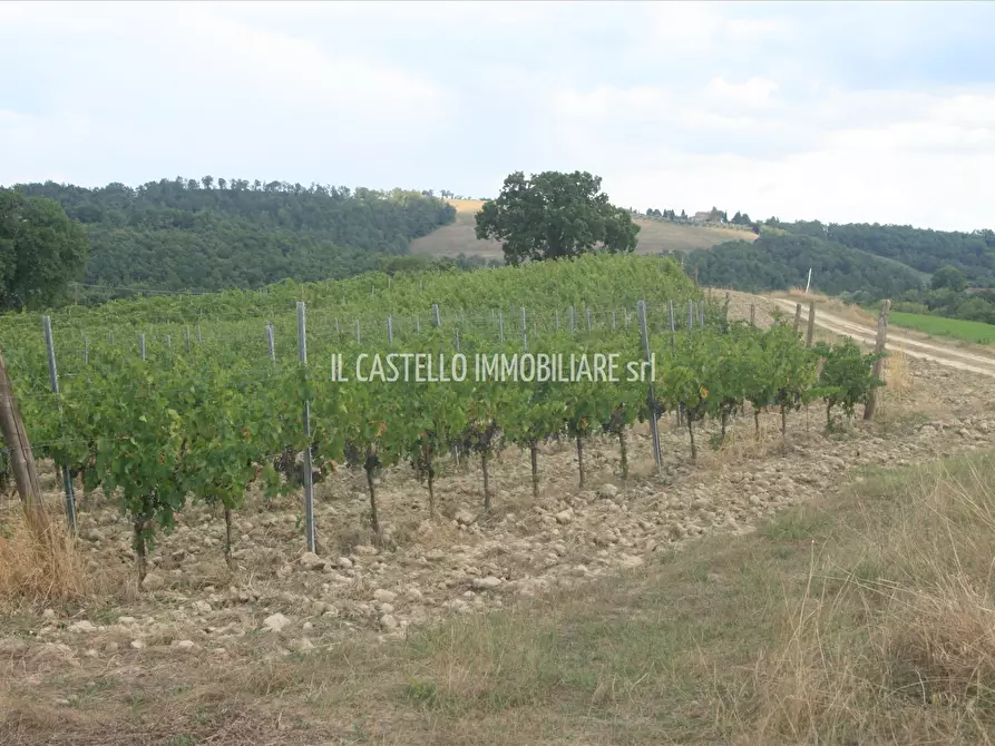 Immagine 3 di Terreno agricolo in vendita  a San Casciano Dei Bagni