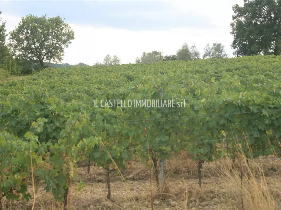 Immagine 7 di Terreno agricolo in vendita  a San Casciano Dei Bagni