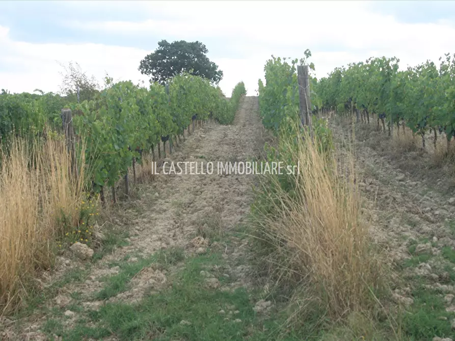 Immagine 8 di Terreno agricolo in vendita  a San Casciano Dei Bagni