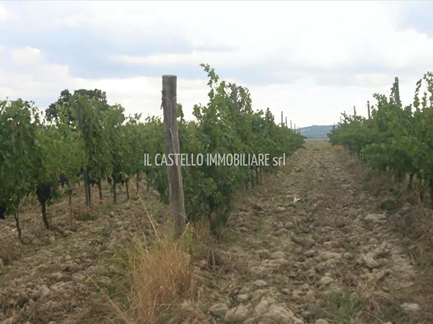 Immagine 9 di Terreno agricolo in vendita  a San Casciano Dei Bagni