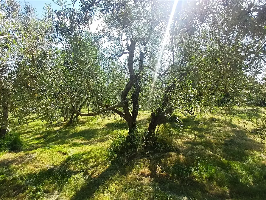 Immagine 10 di Rustico / casale in vendita  in via Cocconi, 25 a Montepulciano