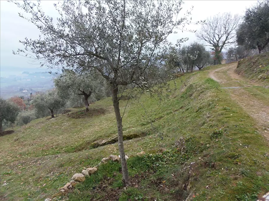 Immagine 4 di Terreno agricolo in vendita  a Sarteano
