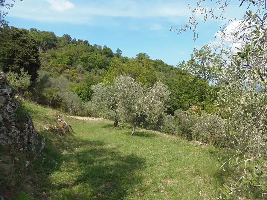 Immagine 5 di Terreno agricolo in vendita  a Sarteano
