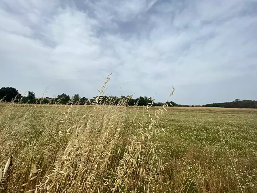 Immagine 4 di Azienda agricola in vendita  in Via Vitellino, 72 a Castiglione Del Lago