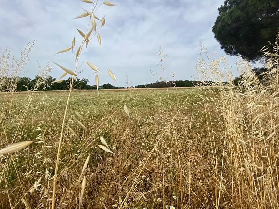 Immagine 5 di Azienda agricola in vendita  in Via Vitellino, 72 a Castiglione Del Lago