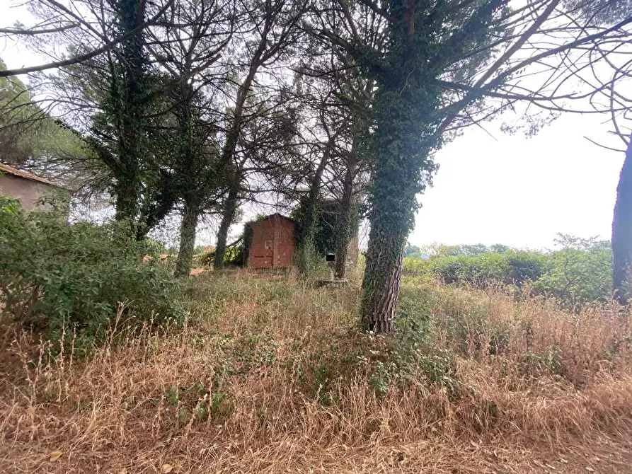 Immagine 7 di Azienda agricola in vendita  in Via Vitellino, 72 a Castiglione Del Lago