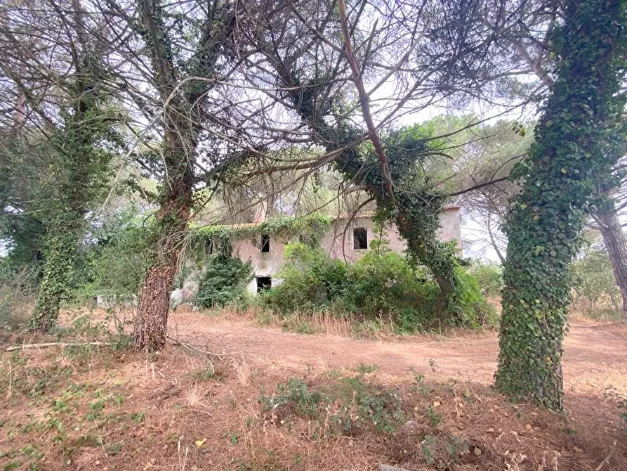 Immagine 3 di Azienda agricola in vendita  in Via Vitellino, 72 a Castiglione Del Lago