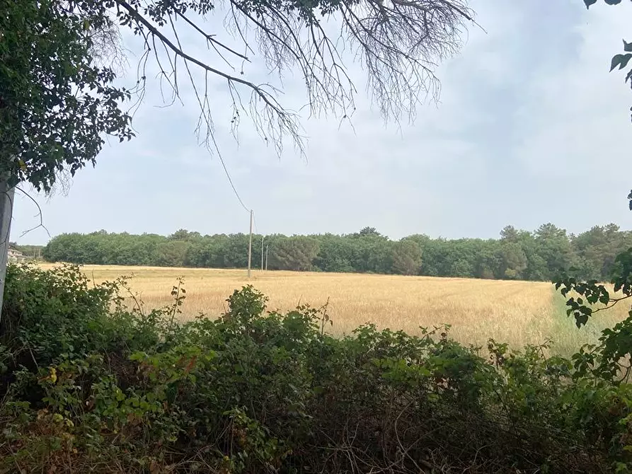 Immagine 9 di Azienda agricola in vendita  in Via Vitellino, 72 a Castiglione Del Lago