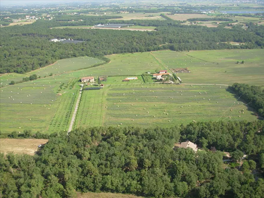 Immagine 1 di Azienda agricola in vendita  in loc. Trasimeno a Castiglione Del Lago