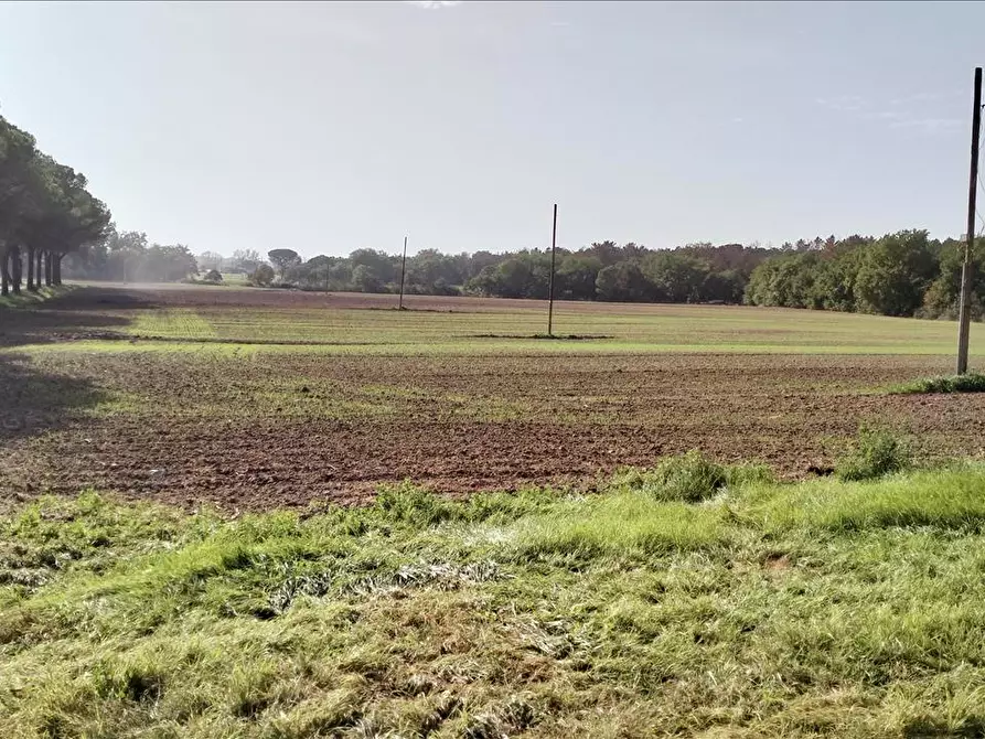 Immagine 10 di Azienda agricola in vendita  in via Piana a Castiglione Del Lago