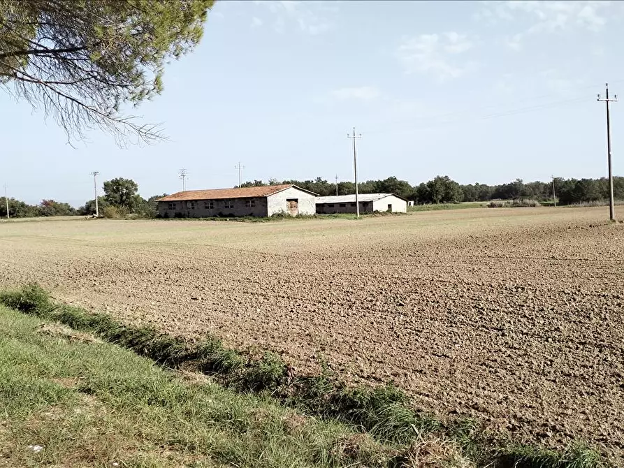 Immagine 4 di Azienda agricola in vendita  in via Piana a Castiglione Del Lago
