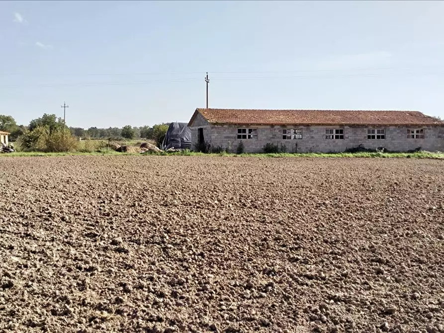 Immagine 5 di Azienda agricola in vendita  in via Piana a Castiglione Del Lago