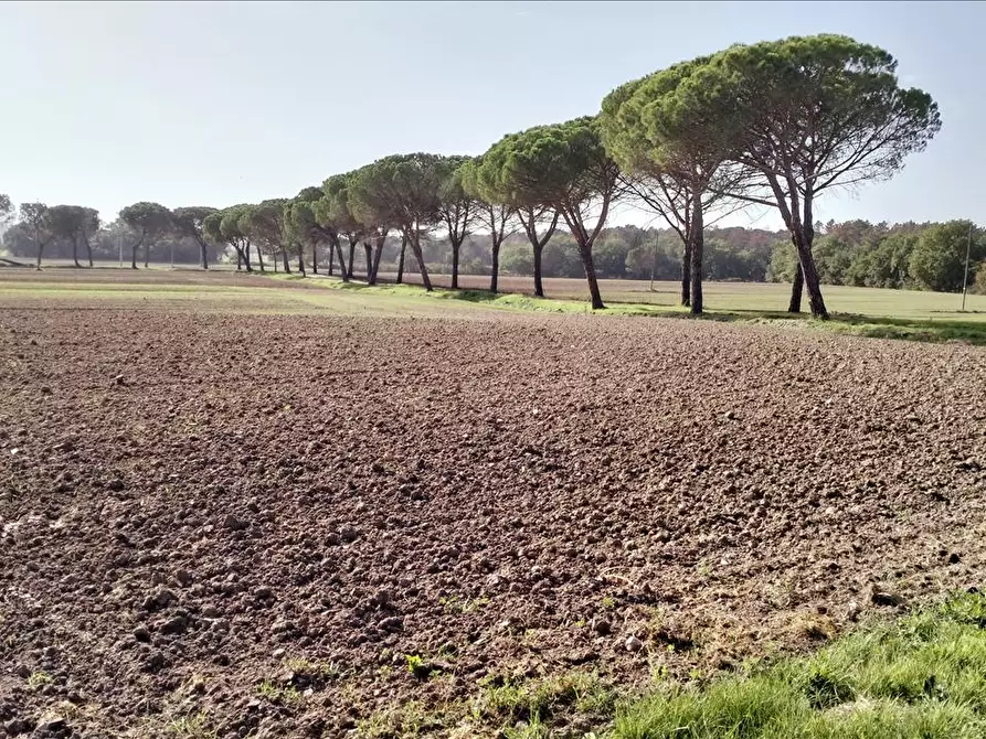 Immagine 7 di Azienda agricola in vendita  in via Piana a Castiglione Del Lago
