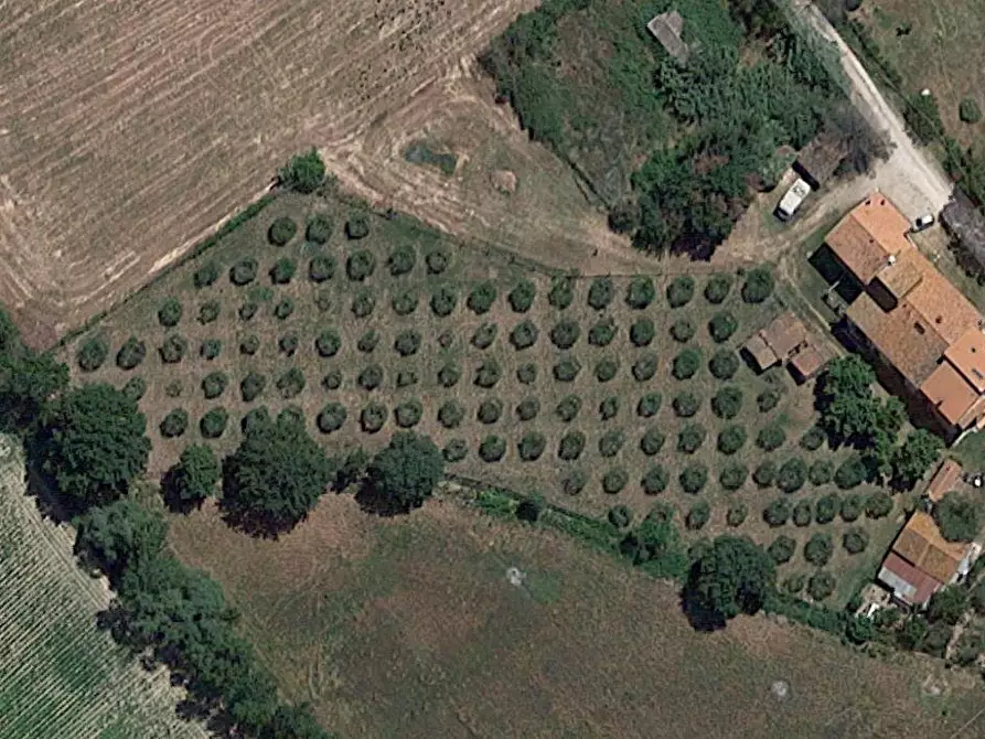 Immagine 1 di Terreno agricolo in vendita  a Castiglione Del Lago
