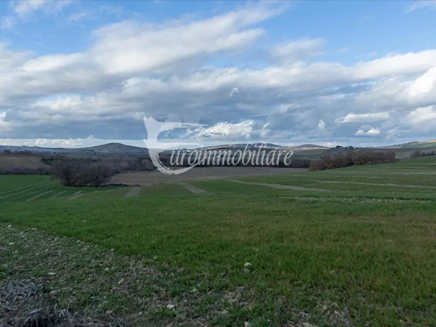 Immagine 6 di Azienda agricola in vendita  a Castiglione D'orcia