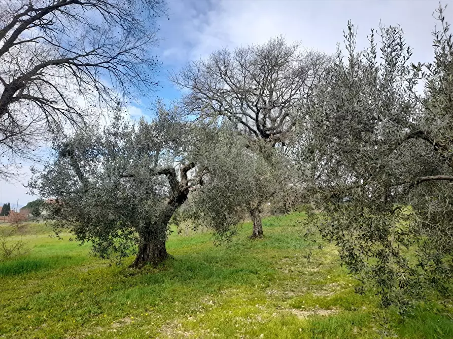 Immagine 2 di Terreno agricolo in vendita  a Castiglione Del Lago