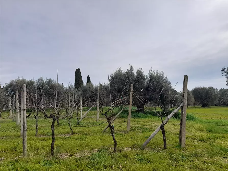 Immagine 5 di Terreno agricolo in vendita  a Castiglione Del Lago