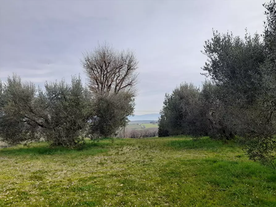 Immagine 6 di Terreno agricolo in vendita  a Castiglione Del Lago