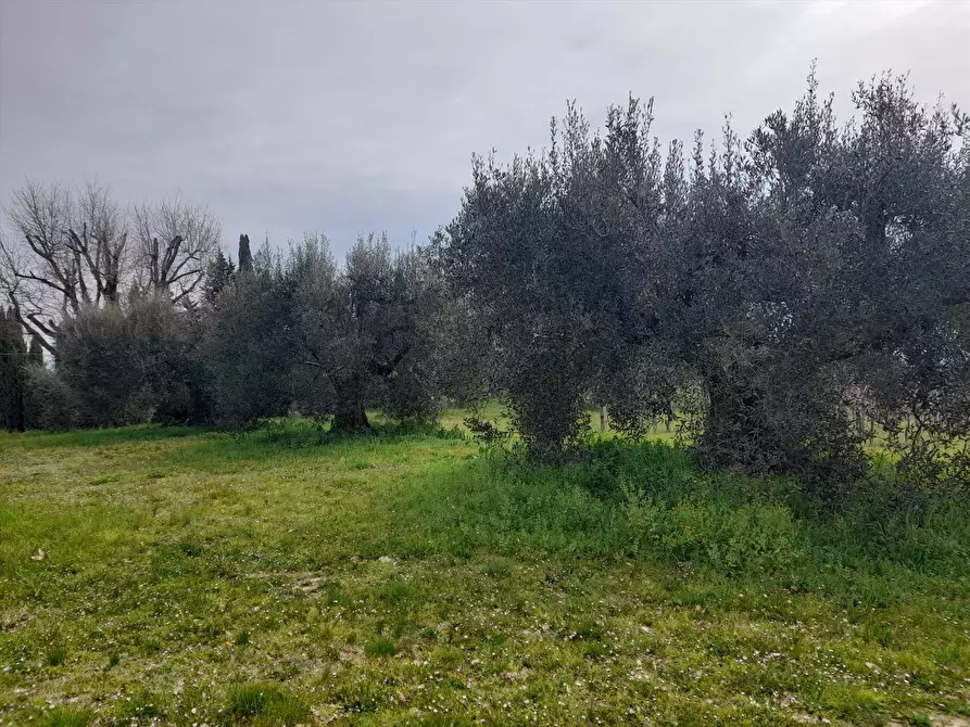 Immagine 8 di Terreno agricolo in vendita  a Castiglione Del Lago