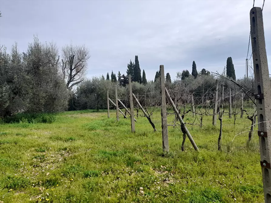 Immagine 9 di Terreno agricolo in vendita  a Castiglione Del Lago