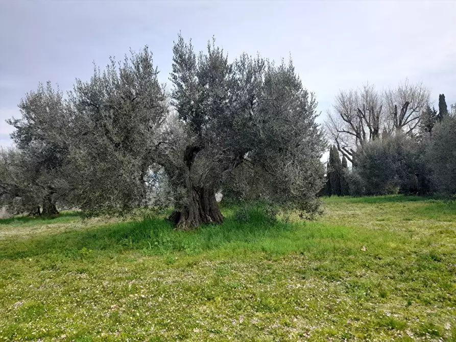 Immagine 1 di Terreno agricolo in vendita  a Castiglione Del Lago