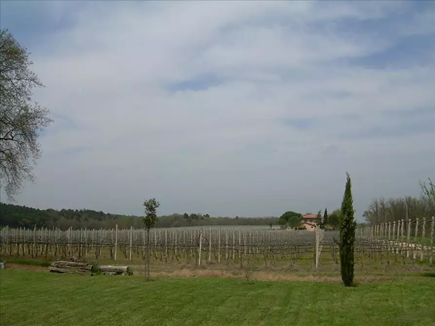 Immagine 8 di Azienda agricola in vendita  in Via Castagni a Castiglione Del Lago