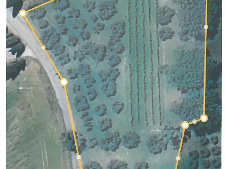 Immagine 11 di Terreno agricolo in vendita  a Castiglione Del Lago