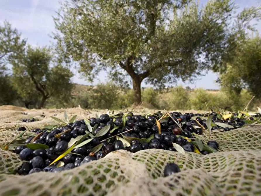 Immagine 2 di Terreno agricolo in vendita  in Via di fuori, 63 a Sarteano