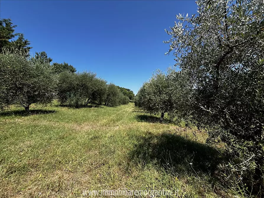 Immagine 3 di Terreno agricolo in vendita  in via di fuori 63 a Sarteano