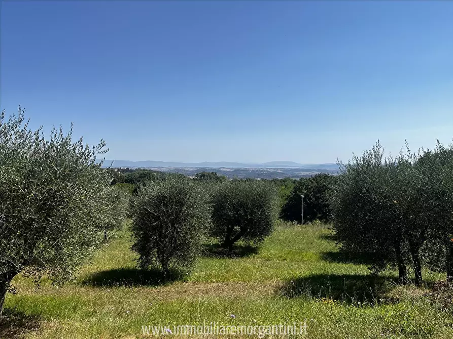 Immagine 1 di Terreno agricolo in vendita  in via di fuori 63 a Sarteano