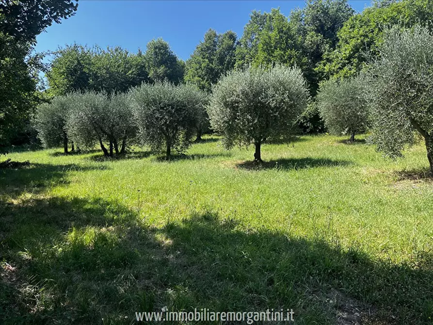 Immagine 2 di Terreno agricolo in vendita  in via di fuori 63 a Sarteano