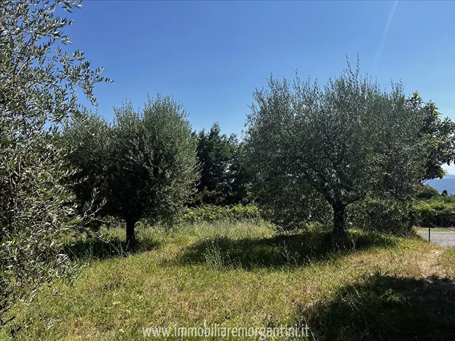 Immagine 4 di Terreno agricolo in vendita  in via di fuori 63 a Sarteano