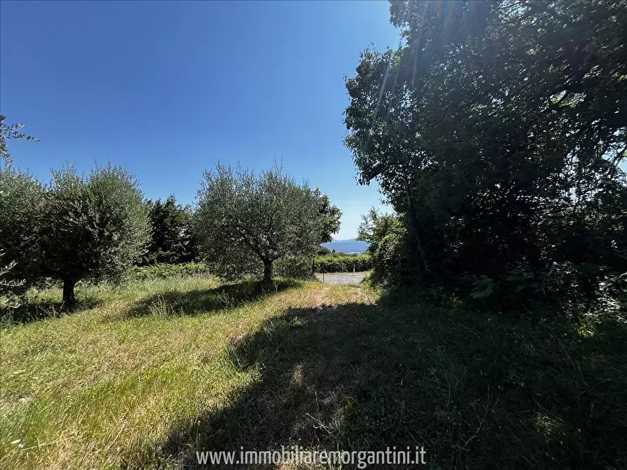 Immagine 6 di Terreno agricolo in vendita  in via di fuori 63 a Sarteano