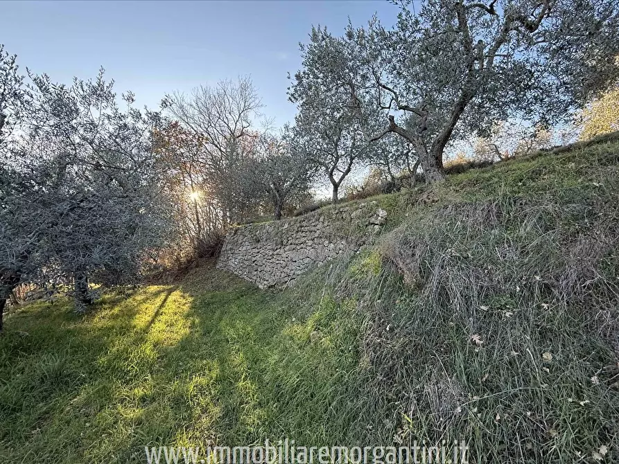 Immagine 2 di Terreno agricolo in vendita  a Sarteano