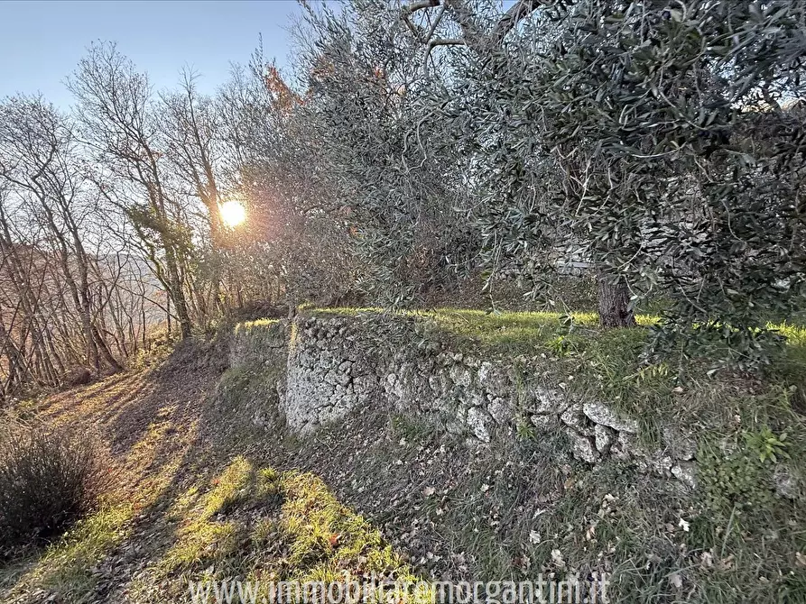 Immagine 3 di Terreno agricolo in vendita  a Sarteano