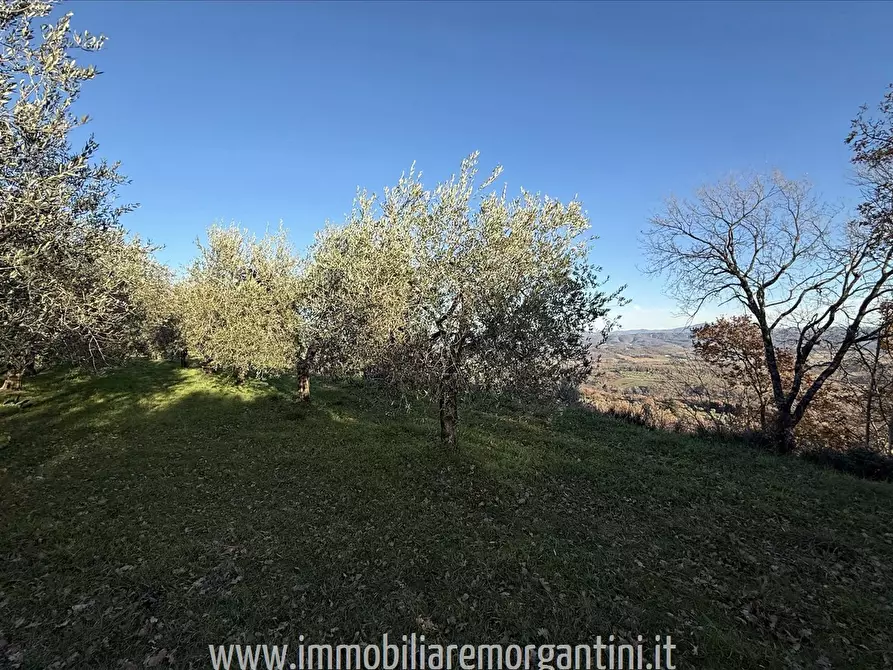 Immagine 6 di Terreno agricolo in vendita  a Sarteano