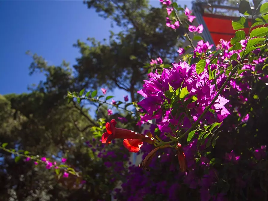 Immagine 7 di Villa in vendita  a Castiglione Della Pescaia