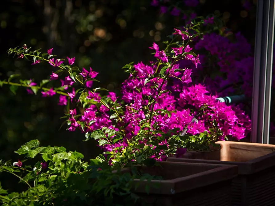 Immagine 9 di Villa in vendita  a Castiglione Della Pescaia