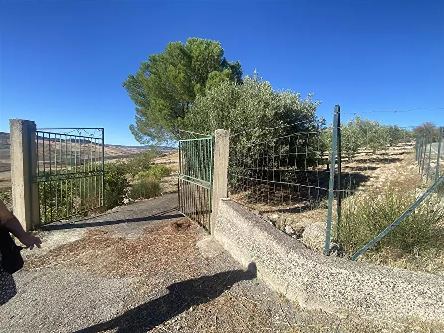 Immagine 9 di Terreno agricolo in vendita  in Contrada San Martino SN a Caltanissetta