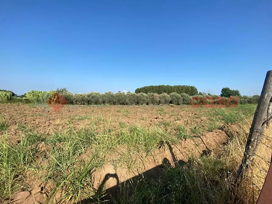 Immagine 10 di Terreno agricolo in vendita  in LocalitÃ  Starzella, SNC a Falciano Del Massico